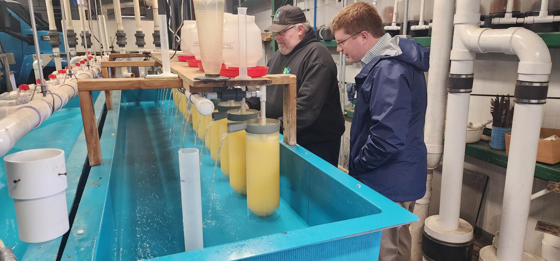 Craig Lemon shows Commissioner Kern recently fertilized Walleye eggs